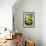 Still Life with Pebble and Orchid-crystalfoto-Framed Photographic Print displayed on a wall