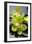 Still Life with Pebble and Orchid-crystalfoto-Framed Photographic Print