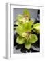 Still Life with Pebble and Orchid-crystalfoto-Framed Photographic Print