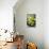 Still Life with Pebble and Orchid-crystalfoto-Mounted Photographic Print displayed on a wall