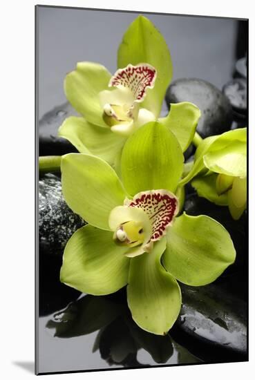 Still Life with Pebble and Orchid-crystalfoto-Mounted Photographic Print