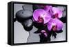 Still Life with Pebbles and Branch Orchid-crystalfoto-Framed Stretched Canvas