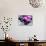 Still Life with Pebbles and Branch Orchid-crystalfoto-Stretched Canvas displayed on a wall