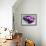 Still Life with Pebbles and Branch Orchid-crystalfoto-Framed Photographic Print displayed on a wall
