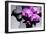 Still Life with Pebbles and Branch Orchid-crystalfoto-Framed Photographic Print