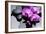 Still Life with Pebbles and Branch Orchid-crystalfoto-Framed Photographic Print