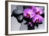 Still Life with Pebbles and Branch Orchid-crystalfoto-Framed Photographic Print