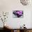 Still Life with Pebbles and Branch Orchid-crystalfoto-Mounted Photographic Print displayed on a wall