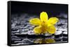 Still Life with Pebbles and Yellow Orchid-crystalfoto-Framed Stretched Canvas