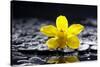 Still Life with Pebbles and Yellow Orchid-crystalfoto-Stretched Canvas