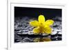 Still Life with Pebbles and Yellow Orchid-crystalfoto-Framed Photographic Print