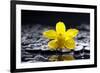 Still Life with Pebbles and Yellow Orchid-crystalfoto-Framed Photographic Print