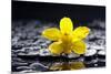 Still Life with Pebbles and Yellow Orchid-crystalfoto-Mounted Photographic Print