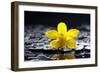Still Life with Pebbles and Yellow Orchid-crystalfoto-Framed Photographic Print