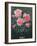 Still Life with Pink Roses in Vases-Albert Williams-Framed Giclee Print