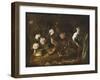 Still Life with Quail, an Owl and a Black-Winged Stilt, C.1656-Paolo Porpora-Framed Giclee Print