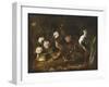 Still Life with Quail, an Owl and a Black-Winged Stilt, C.1656-Paolo Porpora-Framed Giclee Print