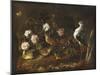 Still Life with Quail, an Owl and a Black-Winged Stilt, C.1656-Paolo Porpora-Mounted Giclee Print