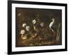 Still Life with Quail, an Owl and a Black-Winged Stilt, C.1656-Paolo Porpora-Framed Giclee Print