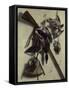 Still-Life With Rifle-Jacobus Biltius-Framed Stretched Canvas