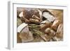 Still Life with Several Types of Bread and Rolls-Eising Studio - Food Photo and Video-Framed Photographic Print