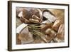 Still Life with Several Types of Bread and Rolls-Eising Studio - Food Photo and Video-Framed Photographic Print