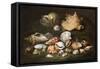 Still Life with Shells, 17Th Century (Oil on Canvas)-Paolo Porpora-Framed Stretched Canvas