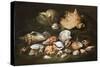 Still Life with Shells, 17Th Century (Oil on Canvas)-Paolo Porpora-Stretched Canvas