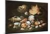 Still Life with Shells, 17Th Century (Oil on Canvas)-Paolo Porpora-Mounted Giclee Print