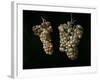 Still Life With Two Bunches of Grapes, Middle 17th Century, Spanish School-Juan Fernandez el labrador-Framed Giclee Print