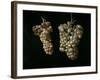 Still Life With Two Bunches of Grapes, Middle 17th Century, Spanish School-Juan Fernandez el labrador-Framed Giclee Print