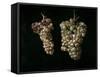 Still Life With Two Bunches of Grapes, Middle 17th Century, Spanish School-Juan Fernandez el labrador-Framed Stretched Canvas