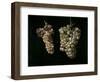 Still Life With Two Bunches of Grapes, Middle 17th Century, Spanish School-Juan Fernandez el labrador-Framed Giclee Print