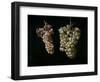 Still Life With Two Bunches of Grapes, Middle 17th Century, Spanish School-Juan Fernandez el labrador-Framed Giclee Print