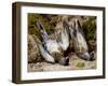 Still Life with Two Dead Birds, No Date (Watercolour on Paper)-John Sherrin-Framed Giclee Print