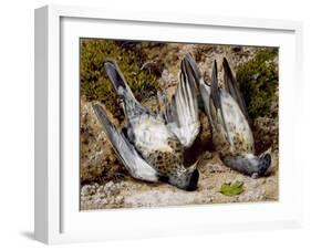 Still Life with Two Dead Birds, No Date (Watercolour on Paper)-John Sherrin-Framed Giclee Print