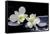 Still Life with Two White Orchid with Stones-crystalfoto-Framed Stretched Canvas