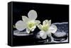 Still Life with Two White Orchid with Stones-crystalfoto-Framed Stretched Canvas