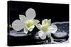 Still Life with Two White Orchid with Stones-crystalfoto-Stretched Canvas