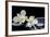 Still Life with Two White Orchid with Stones-crystalfoto-Framed Photographic Print