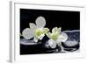 Still Life with Two White Orchid with Stones-crystalfoto-Framed Photographic Print