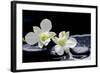 Still Life with Two White Orchid with Stones-crystalfoto-Framed Photographic Print