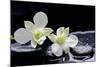 Still Life with Two White Orchid with Stones-crystalfoto-Mounted Photographic Print