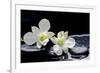 Still Life with Two White Orchid with Stones-crystalfoto-Framed Photographic Print