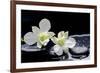 Still Life with Two White Orchid with Stones-crystalfoto-Framed Photographic Print