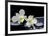 Still Life with Two White Orchid with Stones-crystalfoto-Framed Photographic Print