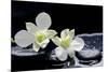 Still Life with Two White Orchid with Stones-crystalfoto-Mounted Photographic Print