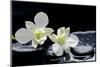 Still Life with Two White Orchid with Stones-crystalfoto-Mounted Photographic Print
