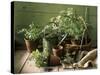 Still Life with Various Herbs in Pots-Gerrit Buntrock-Stretched Canvas