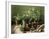 Still Life with Various Herbs in Pots-Gerrit Buntrock-Framed Photographic Print